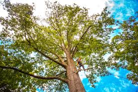 Best Arborist Consultation Services  in Pato, WA