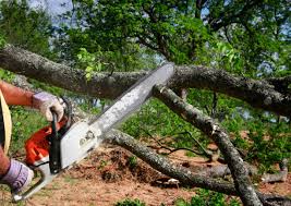 Best Emergency Tree Removal  in Pato, WA