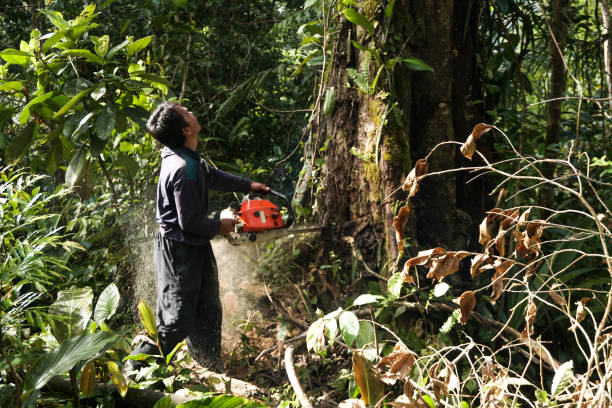 Wapato, WA Tree Services Company