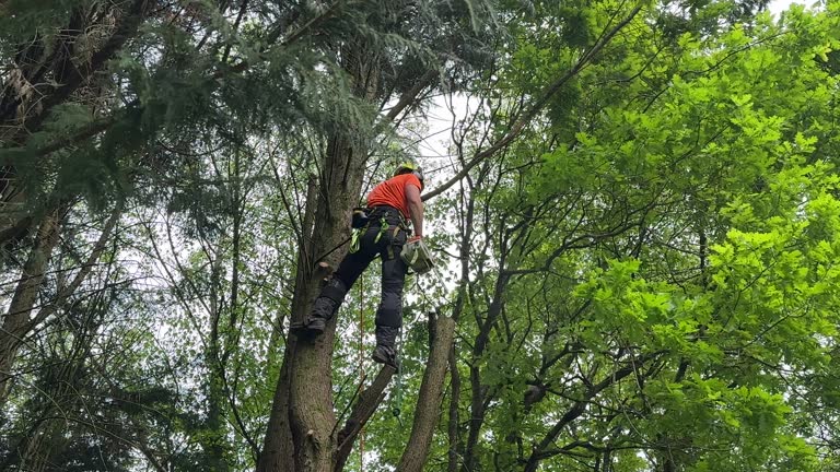  Pato, WA Tree Services Pros