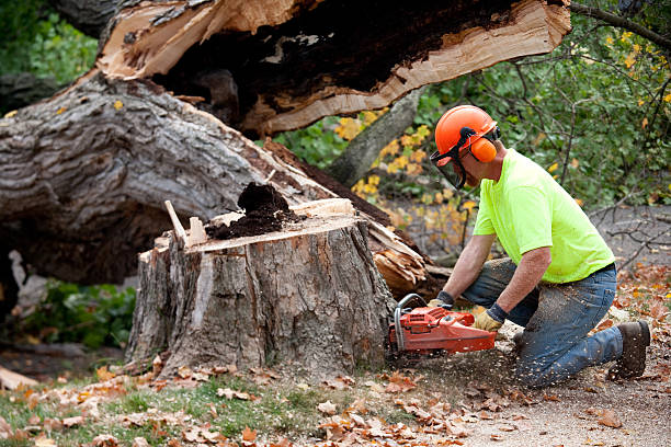 Best Commercial Tree Services  in Pato, WA