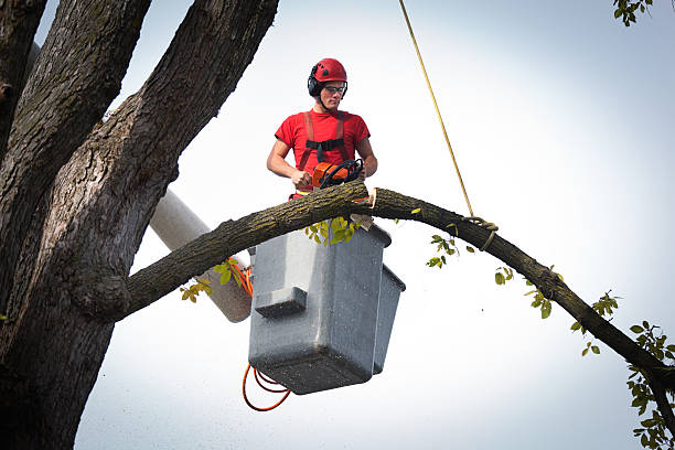 Best Storm Damage Tree Cleanup  in Pato, WA