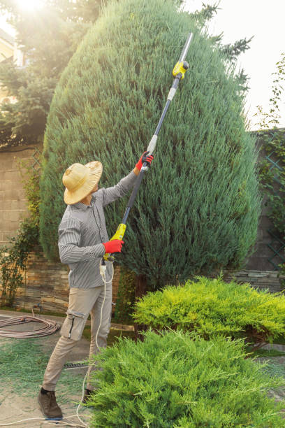 Best Palm Tree Trimming  in Pato, WA